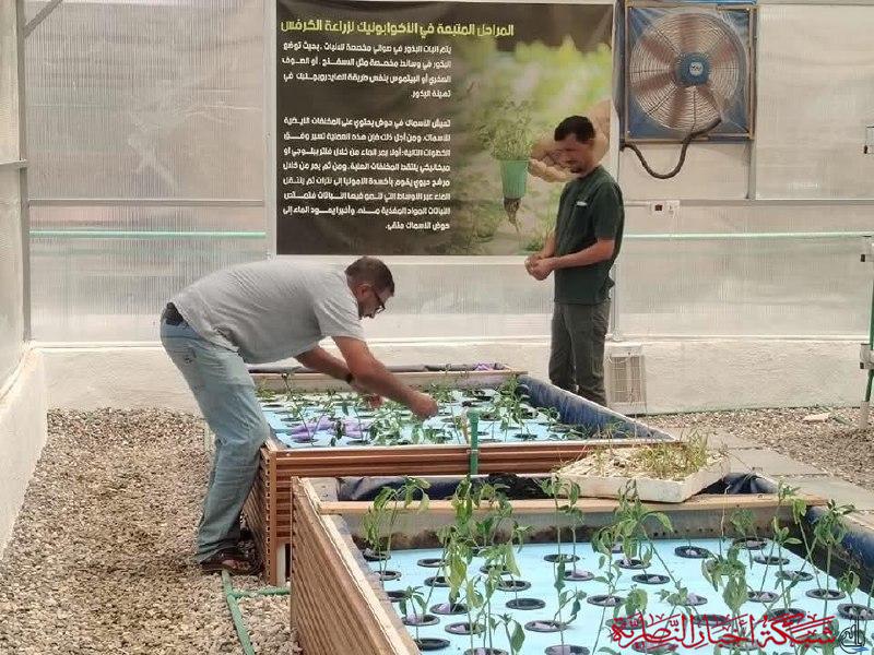 صورة من مقال: سوق الشيوخ تدخل عصر الزراعة الذكية بزراعة البابايا التايلندية والتين القبرصي