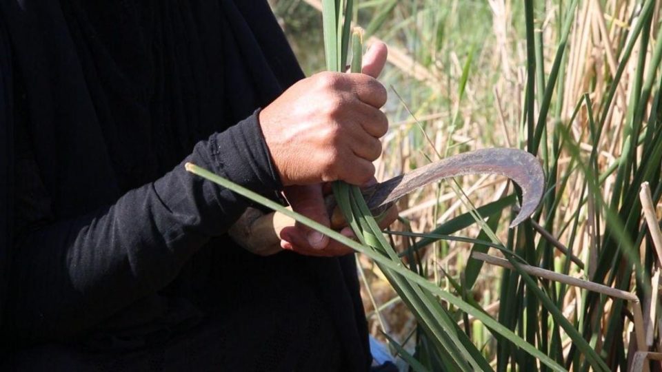 التغيُّر المناخي يدفع بنساء اهوار ذي قار نحو النزوح والبحث عن مهن أُخرى