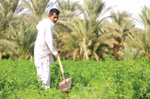 التجارة تعلن عن مبادرة تتضمن 3 حزم لدعم الفلاحين والمزارعين