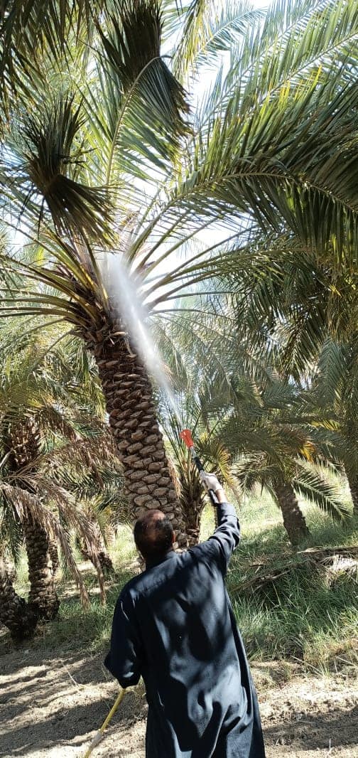 زراعة ذي قار تباشر بتوزيع مبيدات لمكافحة ” عفن النورات الزهرية” في النخيل