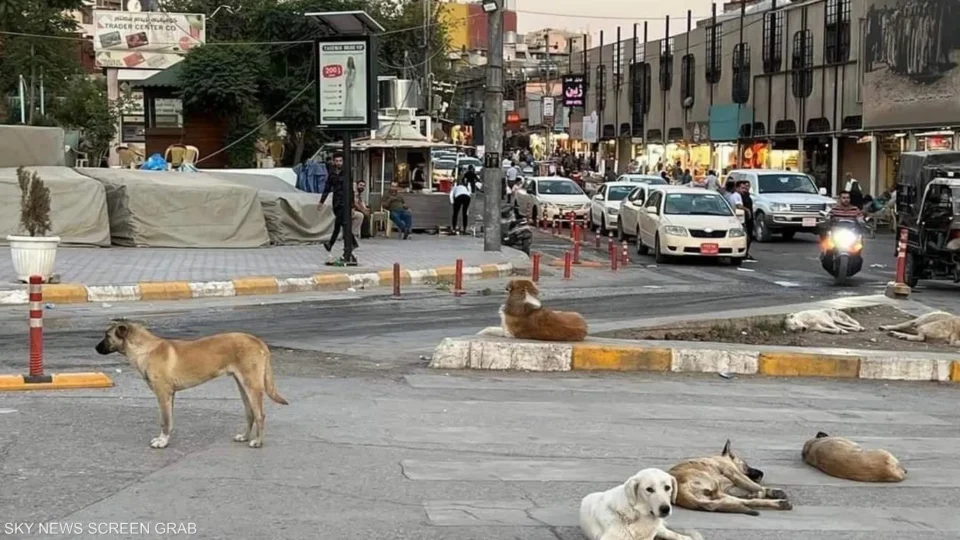 ذي قار: حملة مكافحة الكلاب السائبة تعالج 285 كلباً في يوم واحد