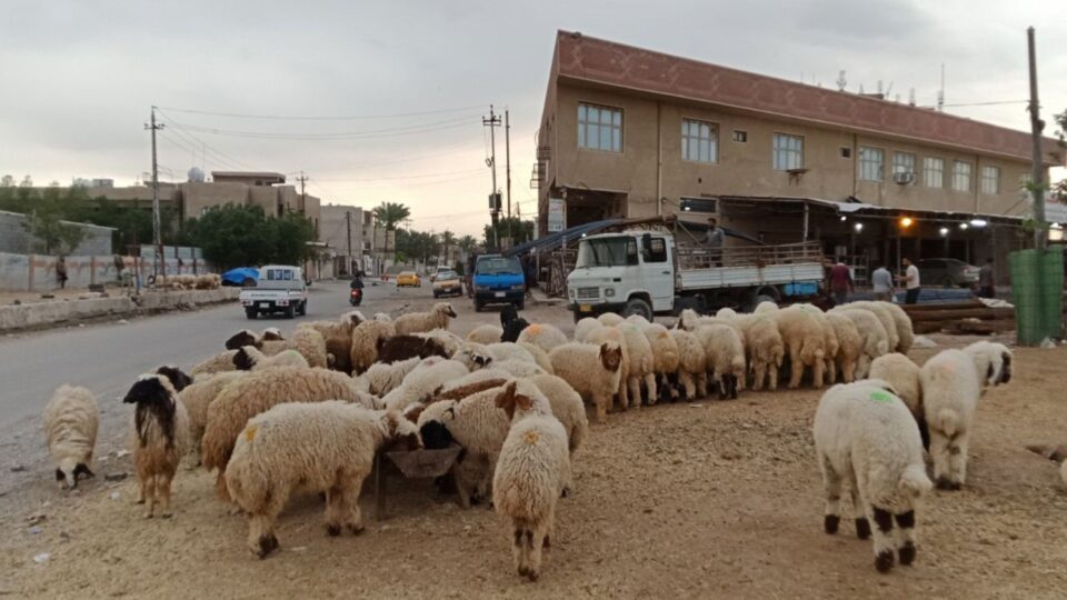 ذي قار تسجل ارتفاعا في إصابات ووفيات الحمى النزفية