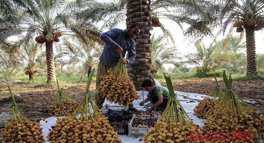 ذي قار تسجل توقعات بإنتاج قياسي للتمور في 2024 يصل الى أكثر من 87 ألف طن