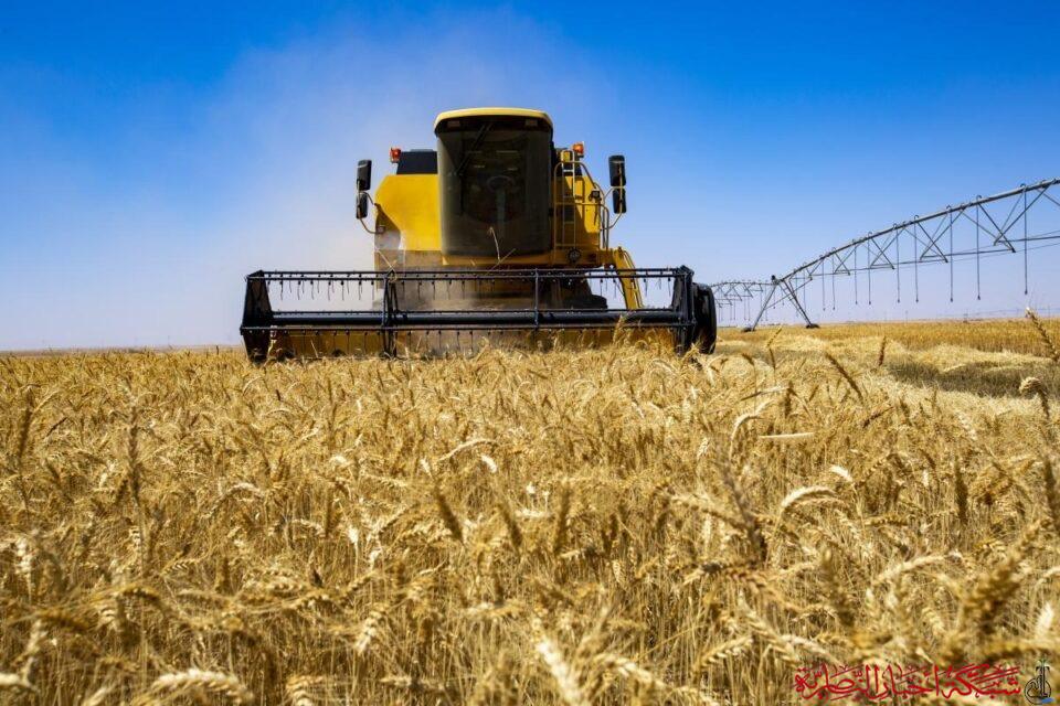 صورة من مقال: انطلاق حملة الحصاد الميكانيكي لمحصول الحنطة في ذي قار لتعزيز الإنتاج المحلي