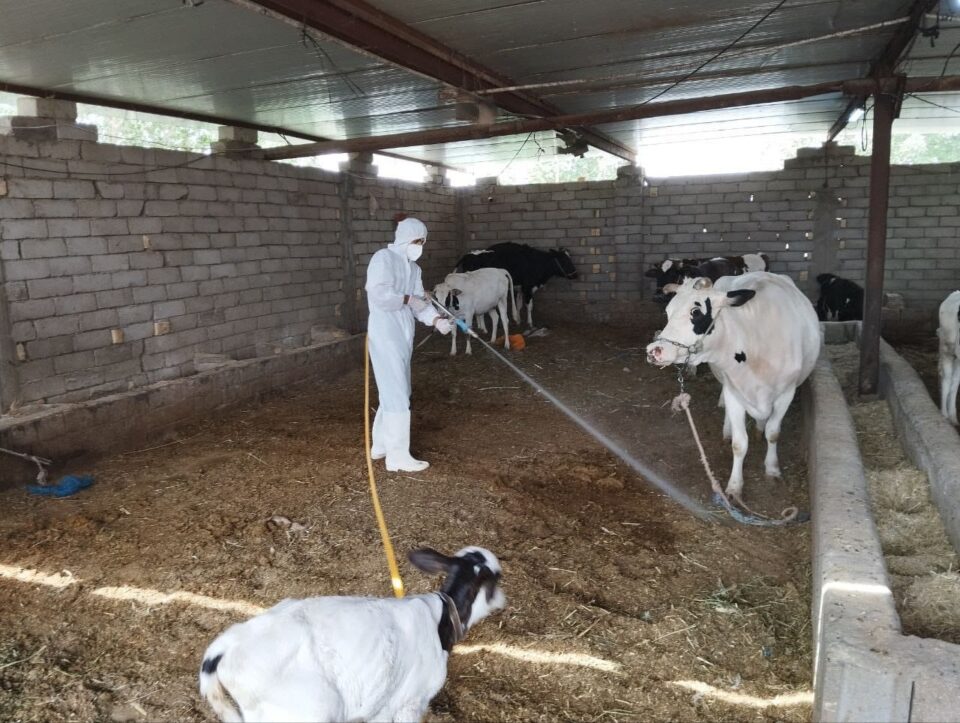 صورة من مقال: لجنة الصحة في ذي قار: نحتاج إلى ما لايقل عن 100 طبيب بيطري لمواجهة الحمى النزفية