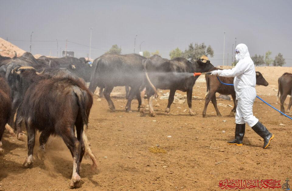 صورة من مقال: أول حالة وفاة بالحمى النزفية في ذي قار