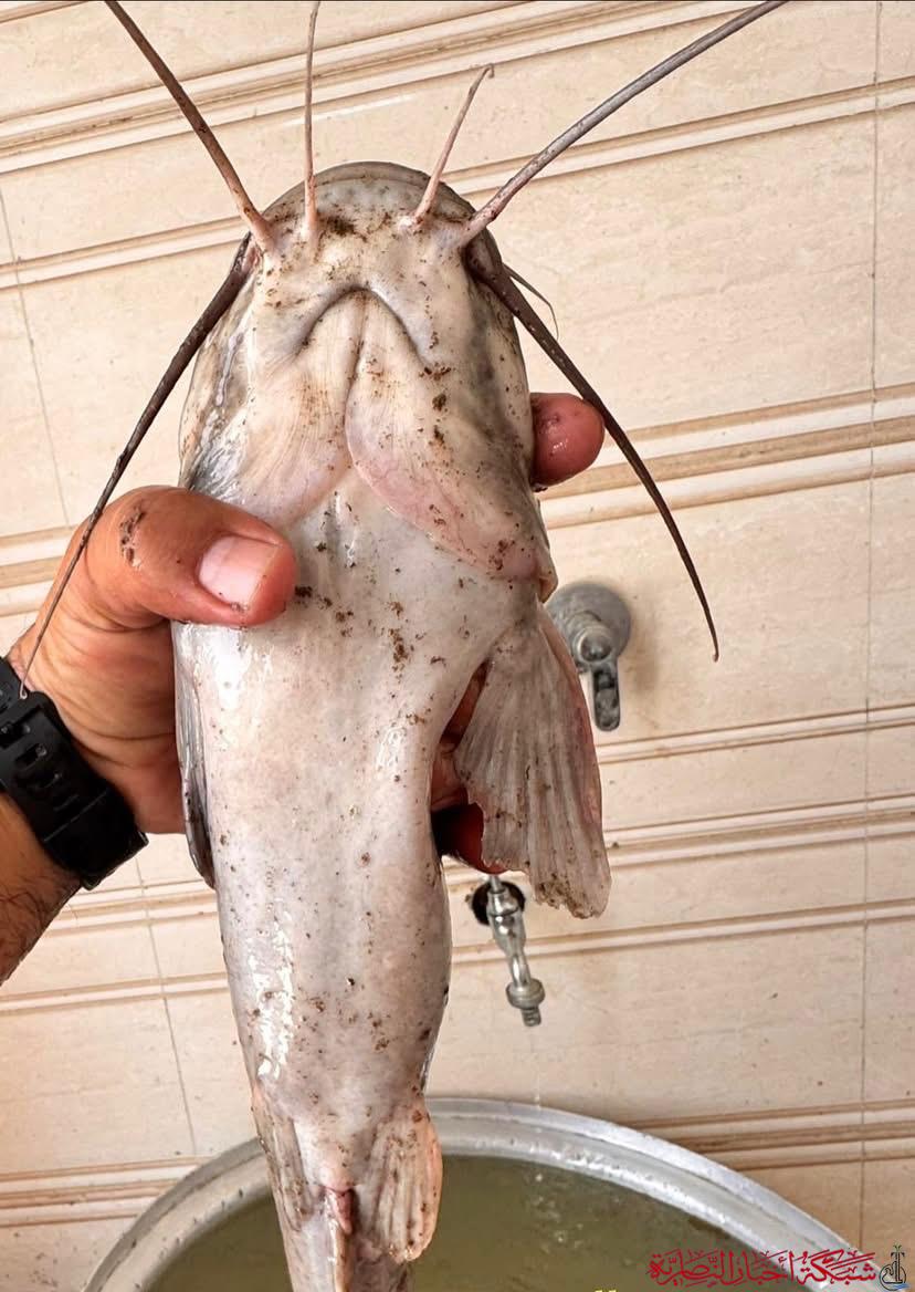 صورة من مقال: في أول ظهور له داخل الأهوار… السمكة الغازية تطرق أبواب الجبايش