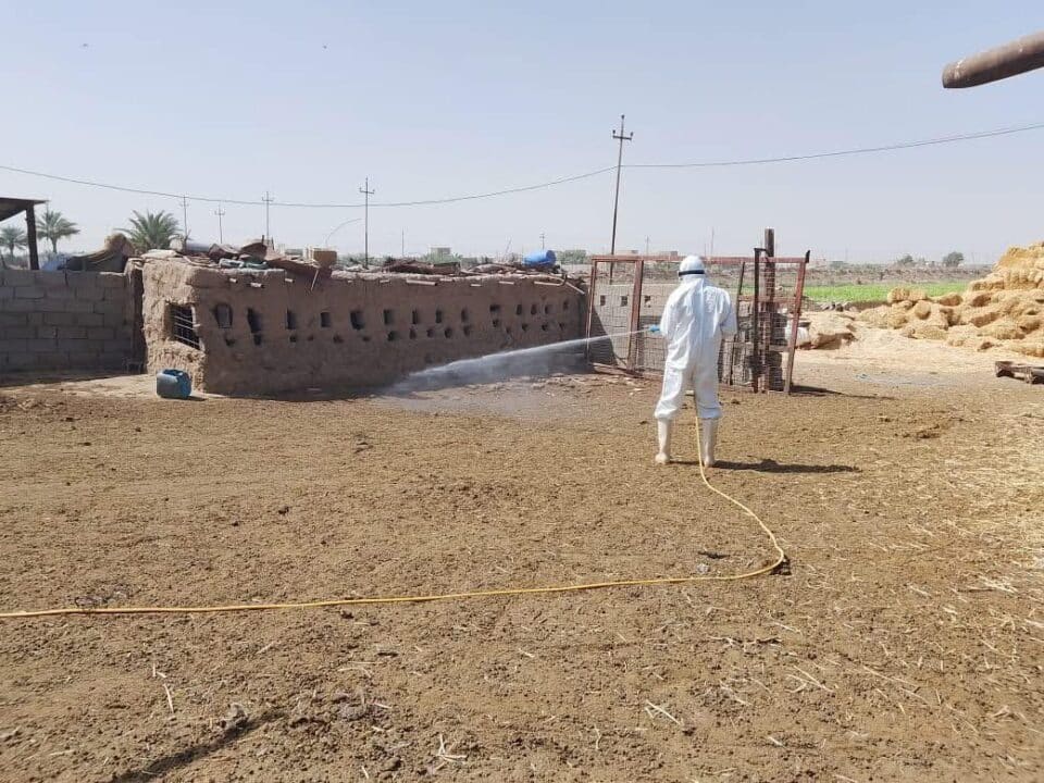 صورة من مقال: وزارة الصحة: ذي قار تتصدر إصابات الحمى النزفية بـ36% من إجمالي الحالات في العراق