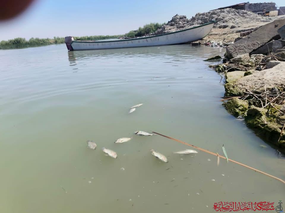 صورة من مقال: بالصور: الأهوار تموت عطشا… الجفاف يفتك بالحياة ونفوق للحيوانات