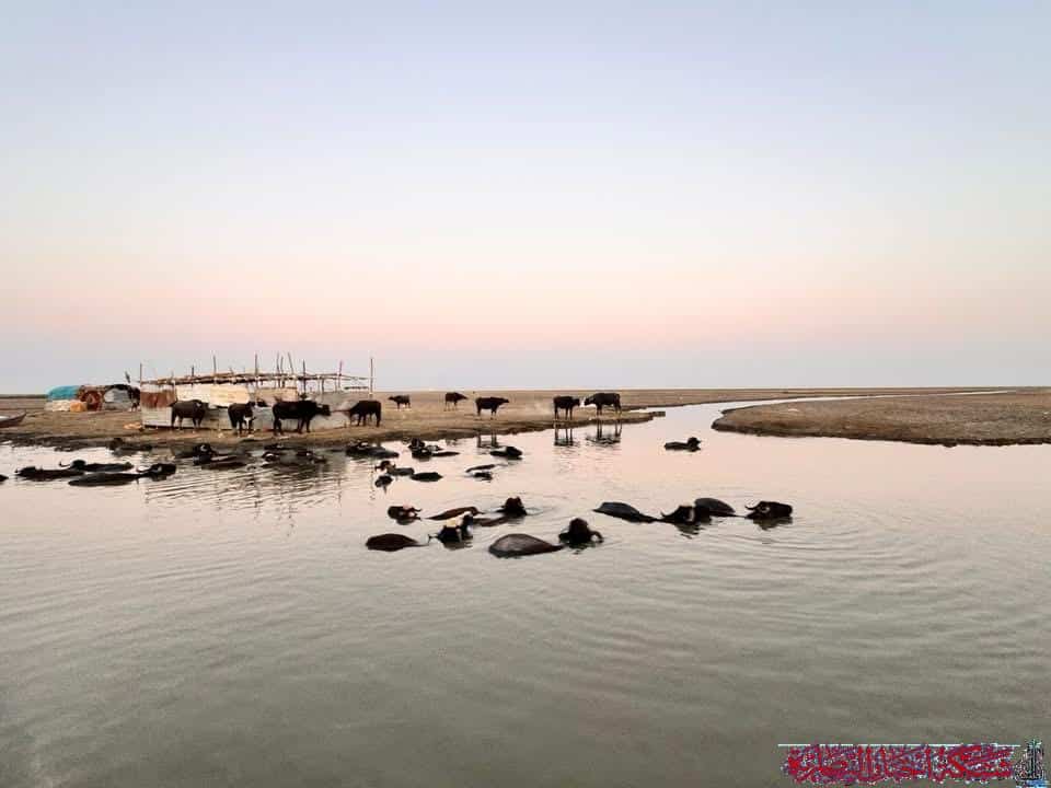 صورة من مقال: بالصور: بين العطش والغياب.. الجاموس يفتقد المراعي في أهوار ذي قار