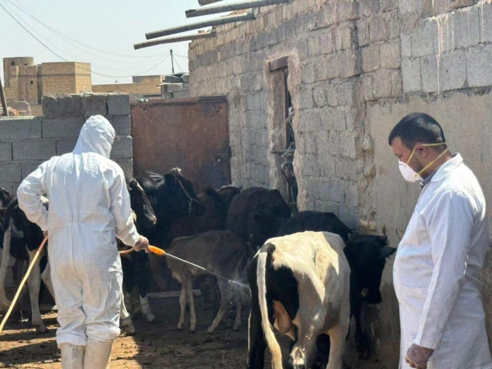 صورة من مقال: انطلاق حملة خريفية موسعة في ذي قار لمكافحة القراد وحماية المواشي من الأمراض الوبائية