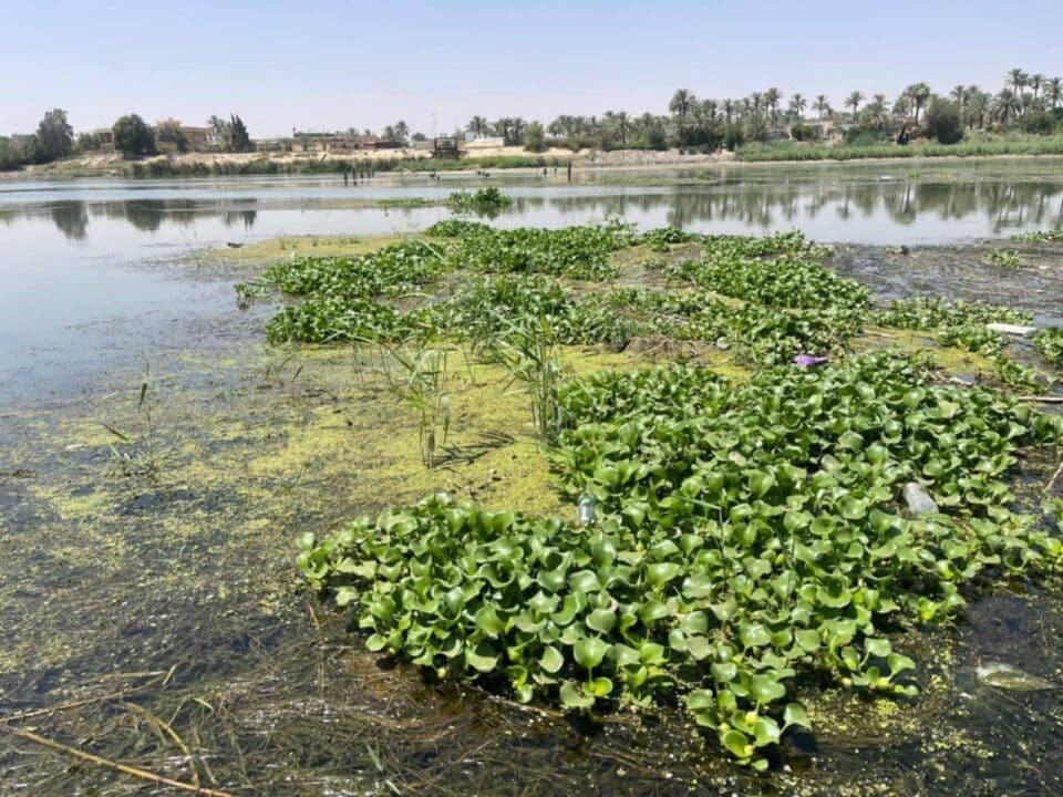 صورة من مقال: موارد ذي قار: المباشرة بأعمال رفع نبات زهرة النيل من قاطع نهر الفرات