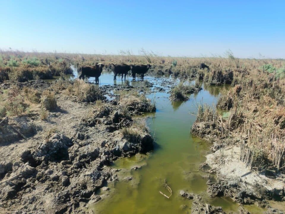 صورة من مقال: بالصور: جفاف الأهوار يتواصل.. مشاهد حزينة من الأهوار الوسطى في ذي قار