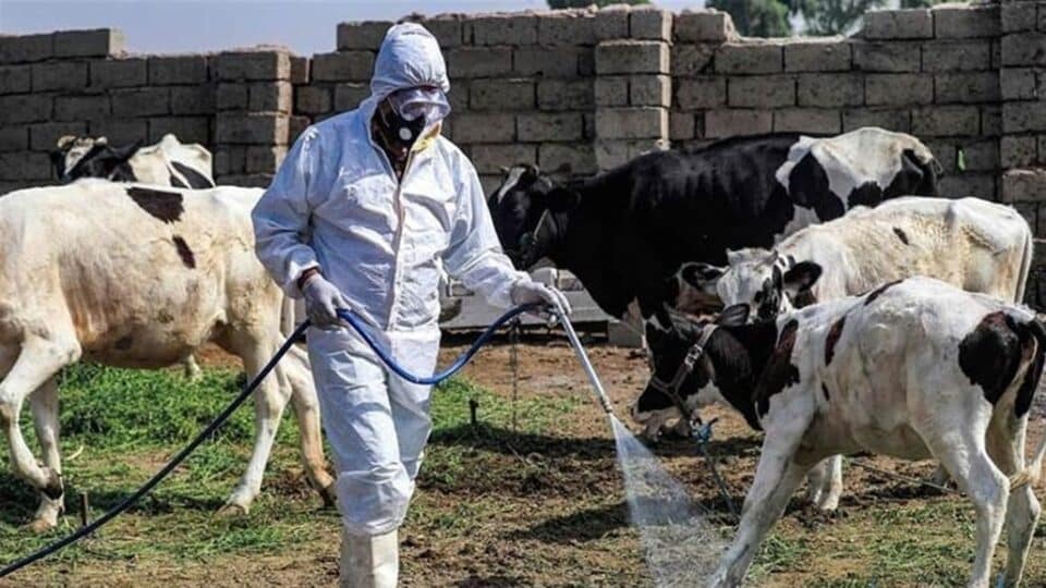 صورة من مقال: وفاة امرأة في ذي قار بسبب مضاعفات الحمى النزفية