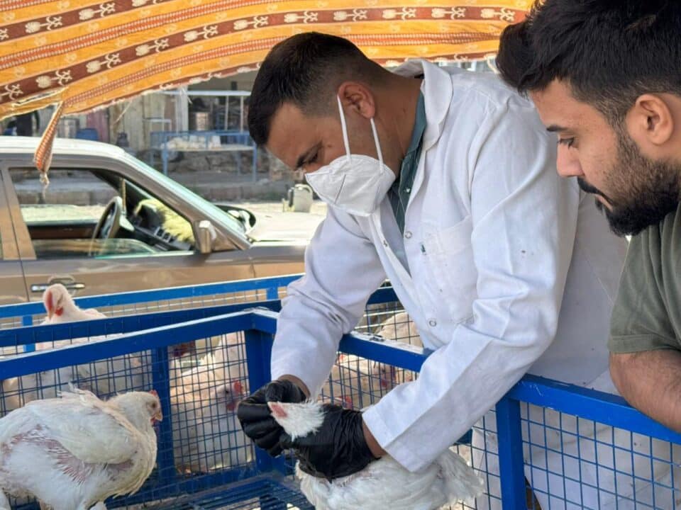 صورة من مقال: انطلاق حملة استباقية في ذي قار لرصد إنفلونزا الطيور بعد تسجيل إصابات في دول مجاورة