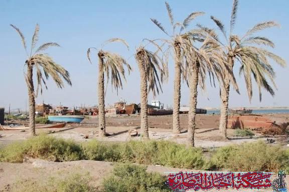 صورة من مقال: زراعة ذي قار: لا إصابات بسوسة النخيل في ناحيتي الفجر والشطرة