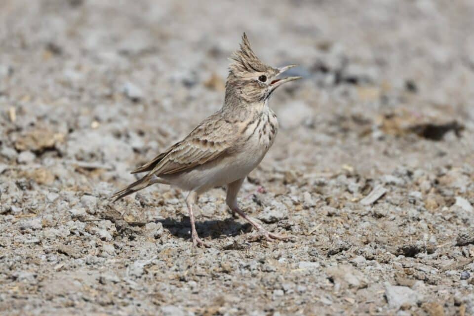صورة من مقال: منظمة بيئية تحذّر: طيور الأهوار تتعرض للصيد وتُباع في الأسواق بلا رادع قانوني