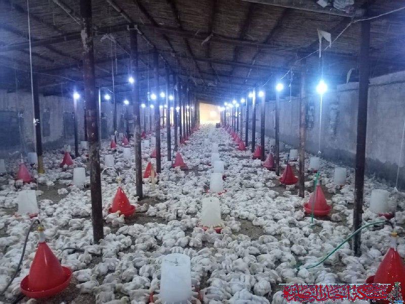 صورة من مقال: زراعة ذي قار: 150 حقل دواجن تؤمّن 40% من حاجة المحافظة من اللحوم والبيض