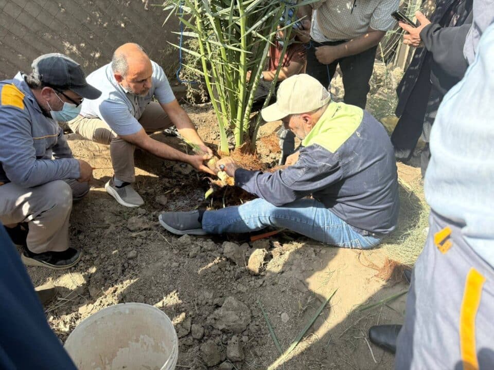 صورة من مقال: زراعة ذي قار: تسجيل اصابتين للنخيل بحشرة السوسة الحمراء واستنفار وقائي للسيطرة عليها