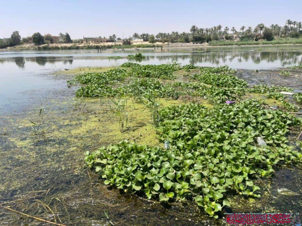 صورة من مقال: حملة ميدانية لإزالة زهرة النيل قرب جسر الدوب في الناصرية