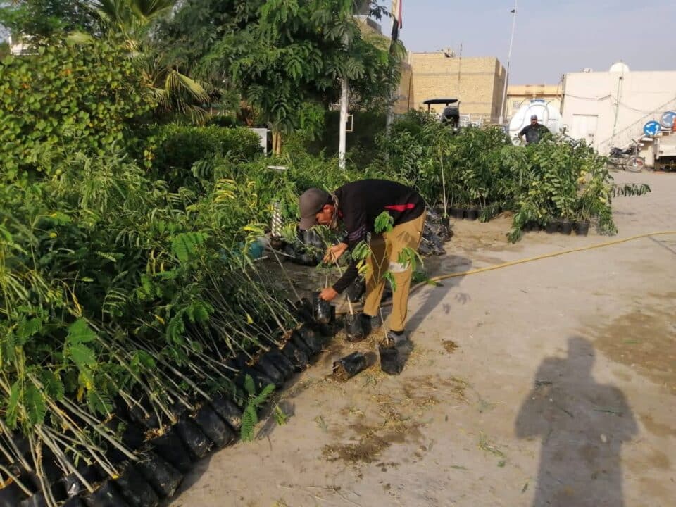 صورة من مقال: بيئة ذي قار تطلق حملة استزراع لدعم الغطاء النباتي بأكثر من 7 آلاف شتلة