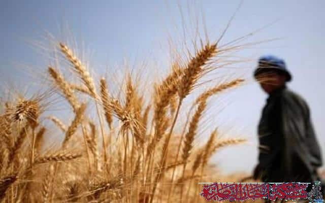 صورة من مقال: انطلاق الموسم الزراعي الشتوي في ذي قار ضمن خطة محدودة لضمان الاستدامة المائية