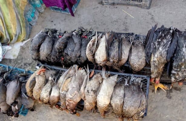 صورة من مقال: تهديد للتنوع الأحيائي: ضبط عشرات الطيور المهاجرة في أسواق الجبايش