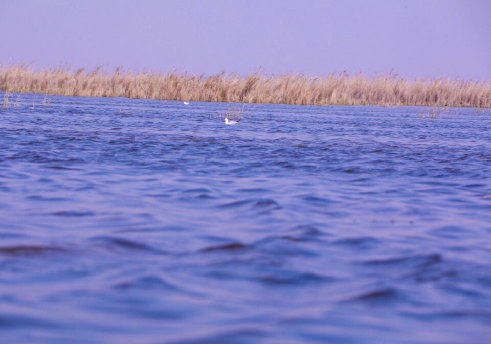 صورة من مقال: أمطار ذي قار ترفع المناسيب المائية… وارتفاع جديد في أهوار الجبايش