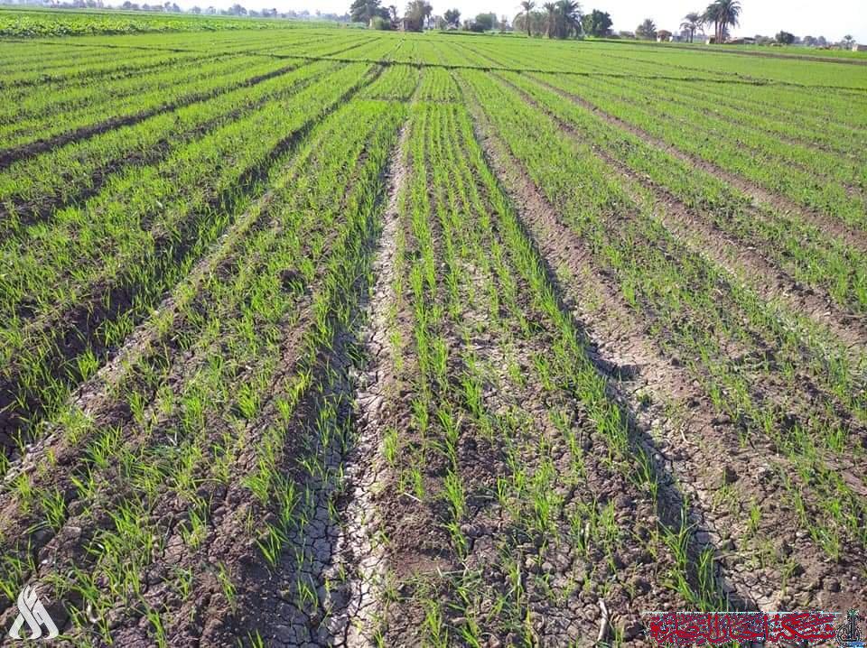 صورة من مقال: أمطار ذي قار تنقذ الموسم الزراعي الشتوي وتنعش الأهوار