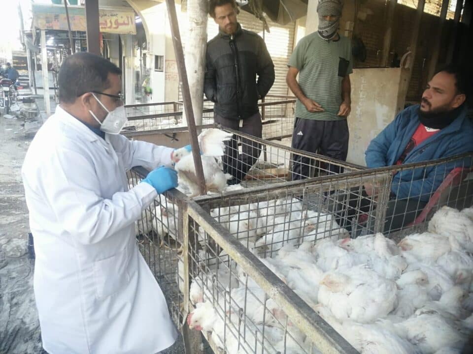 صورة من مقال: المستشفى البيطري في ذي قار يواصل حملة رصد إنفلونزا الطيور