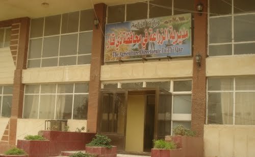 صورة من مقال: أمطار كانون تؤمن زراعة 100 ألف دونم حنطة في ذي قار رغم الشحة المائية