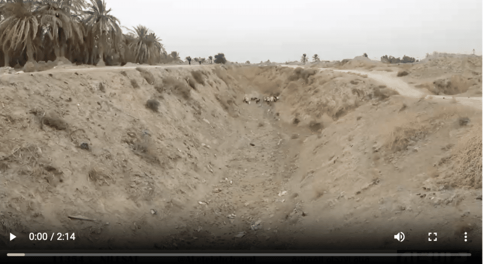 صورة من مقال: فيديو | شح المياه يهدد الزراعة ويُجبر المزارعين على الهجرة في ذي قار