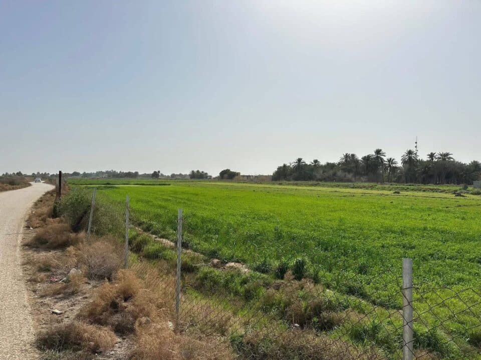 صورة من مقال: مديرية زراعة ذي قار تعلن تأمين الحصة المائية لمحصول الحنطة للموسم الزراعي الشتوي