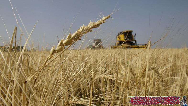 صورة من مقال: زراعة ذي قار تتوقع تسويق 90 ألف طن من الحنطة