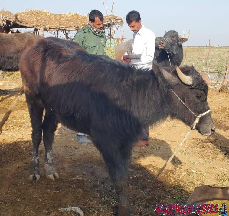 صورة من مقال: ناحية الطار تبدأ مسحا ميدانيا لمواشي المزارع لإنشاء قاعدة بيانات دقيقة