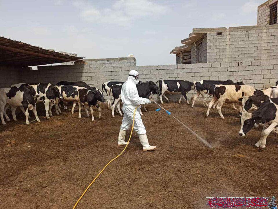 صورة من مقال: المستشفى البيطري في ذي قار يعلن احتواء بؤرة إصابتين بالحمى النزفية في قضاء الشطرة