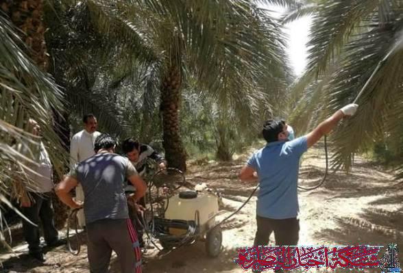 صورة من مقال: زراعة ذي قار تستعد لإطلاق حملة مكافحة حشرة الحميرة في بساتين النخيل بالمحافظة