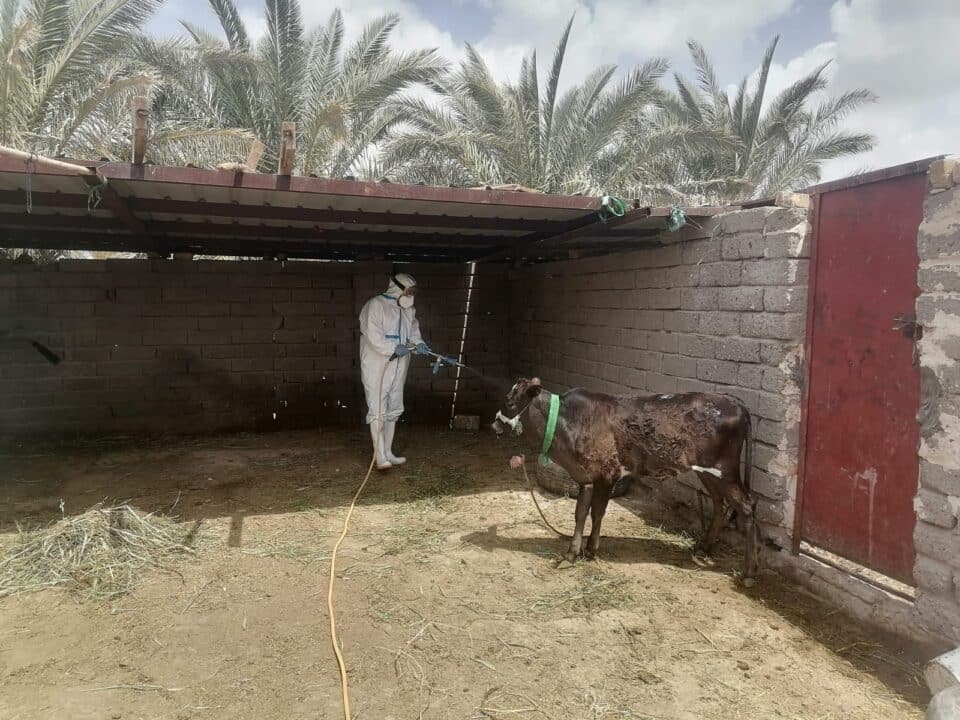 صورة من مقال: فرق بيطرية تحتوي بؤرة إصابة بالحمى النزفية في قضاء سيد دخيل وتنفذ حملة رش وتوعية