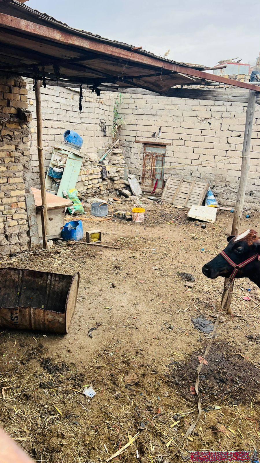 صورة من مقال: إجراءات قانونية بحق مواقع تربية المواشي داخل الاحياء السكنية في الناصرية