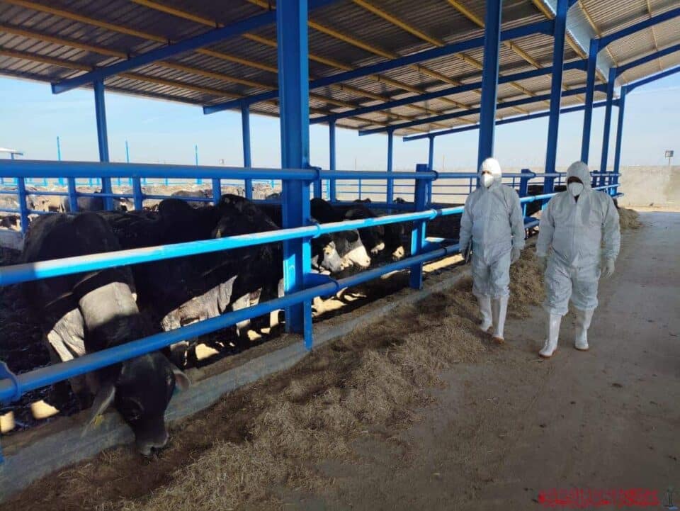 صورة من مقال: فرقة الرصد البيطري تحدد سبب إصابة قصاب في ذي قار وتطلق حملة توعوية في منطقته