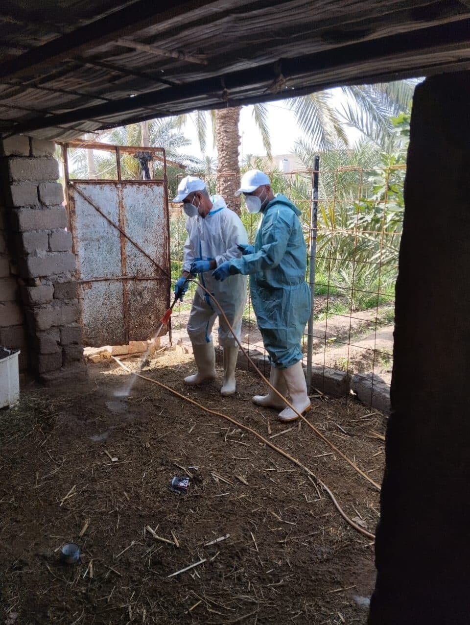 صورة من مقال: فرق بيطرية تحتوي بؤرة إصابة بالحمى النزفية جنوب الناصرية