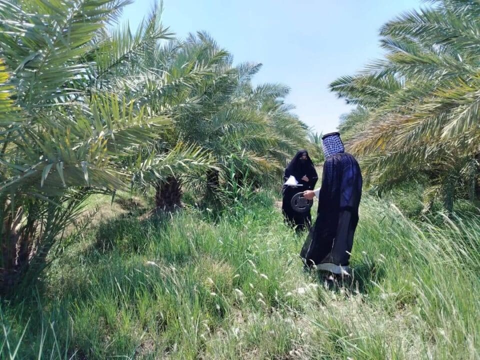 صورة من مقال: حملة رصد ومكافحة مستمرة لحماية نخيل ذي قار من آفتي السوسة والحميرة