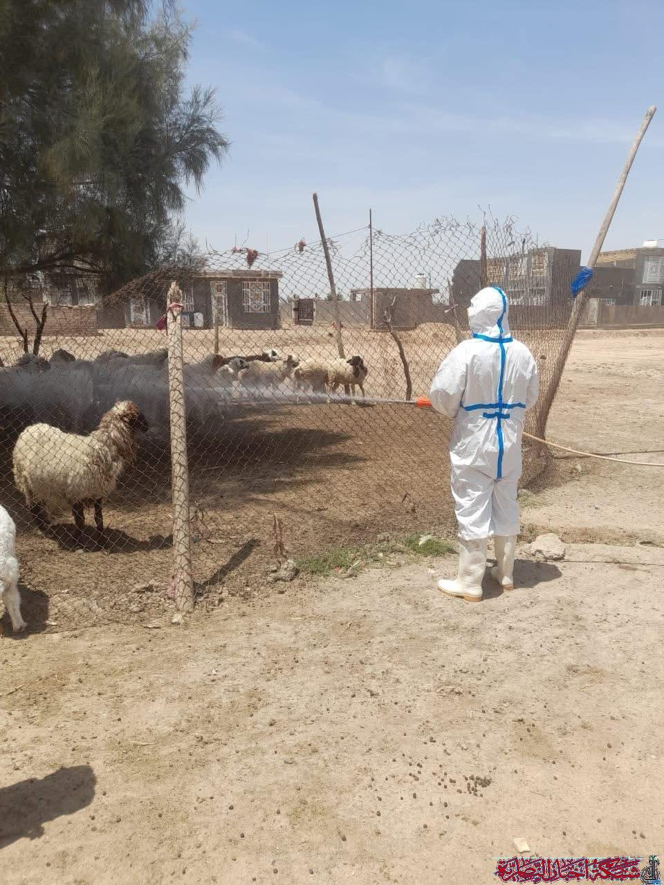 صورة من مقال: فرق بيطرية في ذي قار تحتوي بؤر الحمى النزفية في ثلاث مناطق ريفية