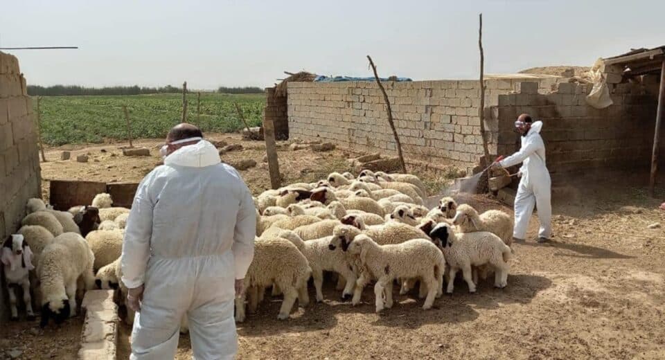 صورة من مقال: ذي قار تسجل 11 إصابة ووفاة بالحمى النزفية في يوم واحد