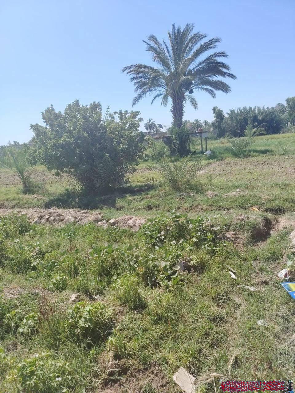 صورة من مقال: بيئة ذي قار تنفذ كشفا ميدانيا في الرفاعي لرصد واقع المساحات الخضراء