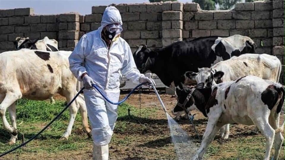 صورة من مقال: ارتفاع جديد بإصابات الحمى النزفية في ذي قار والصحة توسع إجراءات الاحتواء