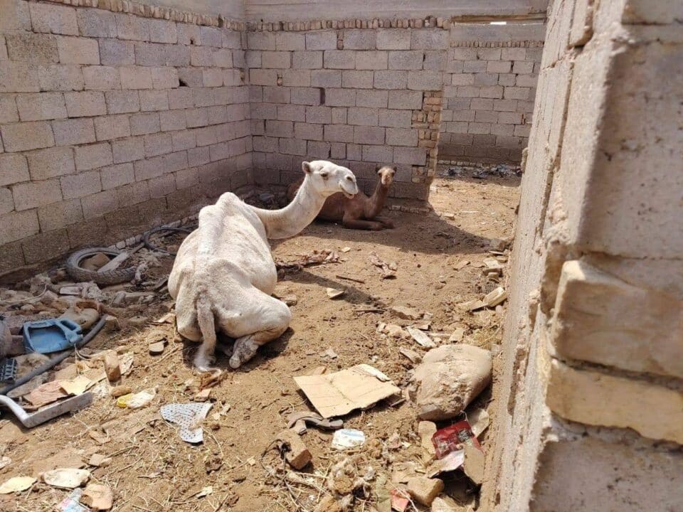 صورة من مقال: بيئة ذي قار تنفذ كشفا ميدانيا لمتابعة ظاهرة تربية المواشي داخل مناطق سكنية في الرفاعي