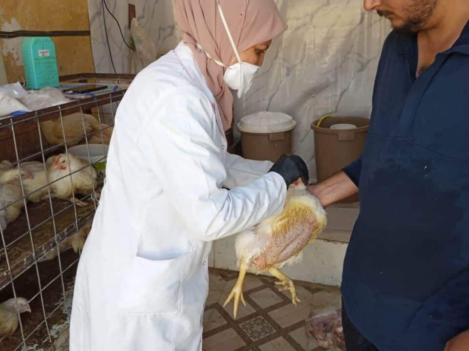صورة من مقال: المستشفى البيطري التعليمي في ذي قار يطلق حملة ميدانية موسعة للكشف عن إنفلونزا الطيور