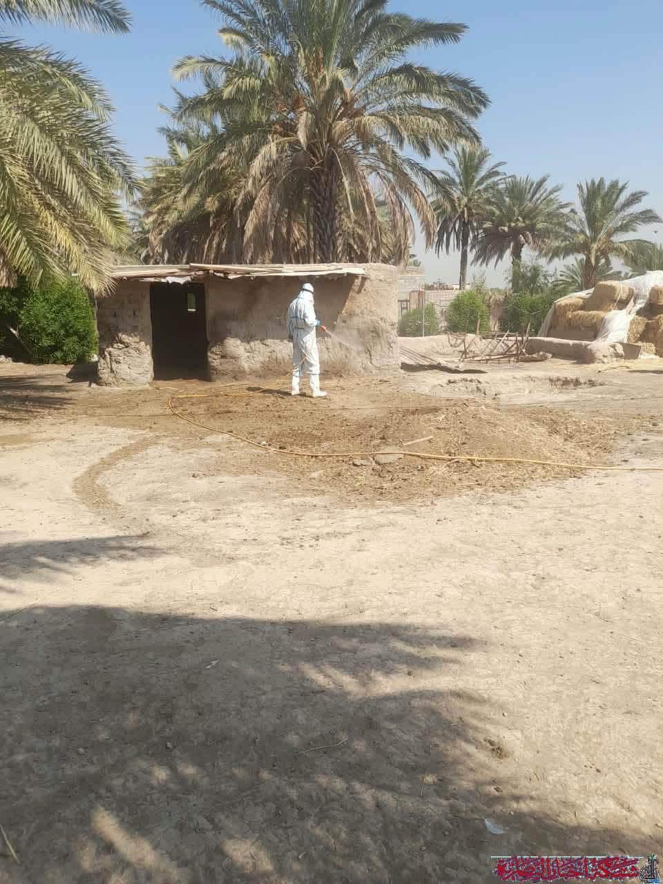 صورة من مقال: المستشفى البيطري في ذي قار يباشر رش الحظائر احتواء لبؤرة الحمى النزفية
