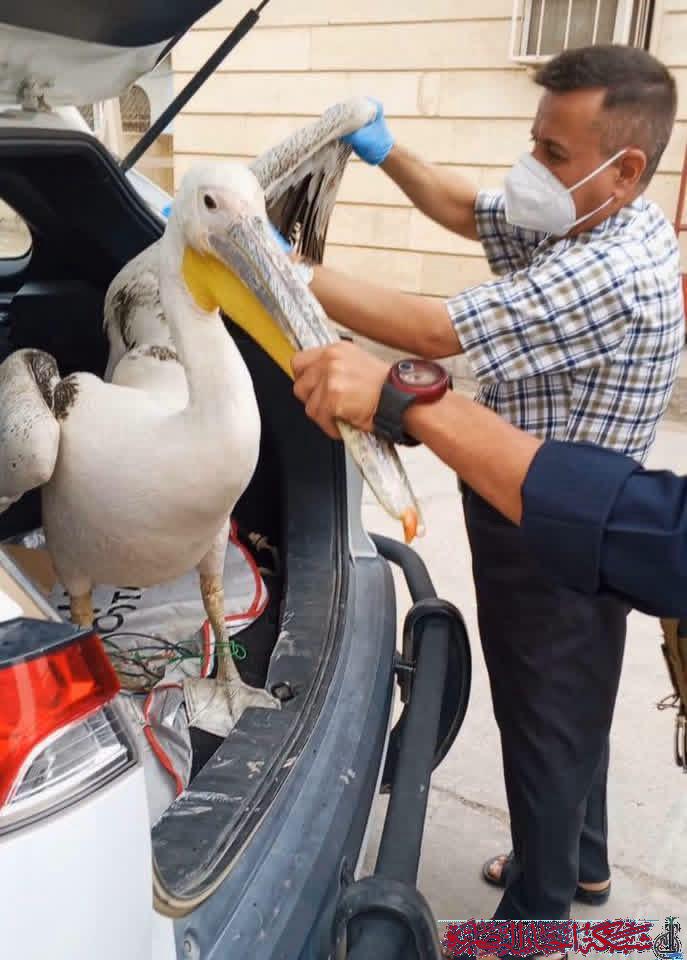 صورة من مقال: بيئة ذي قار تطلق بجعة بيضاء في أهوار الجبايش بعد إنقاذها من شباك الصيد